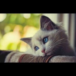 Meet your Posher, Alicia